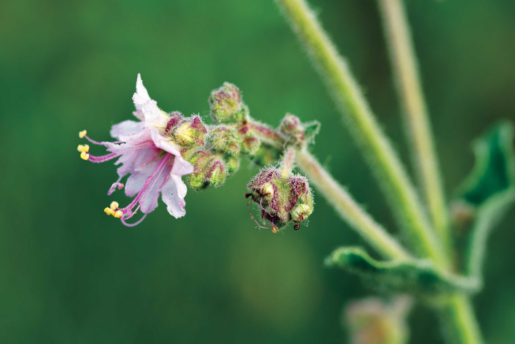 A photographer should feel no shame in having to return to a site and recapture photographs. Stuff happens. It is part of the game... Read 'The Missing Memory Card': brnw.ch/21wJ1Uk 📷&📝: Gerry Steinauer, Botanist