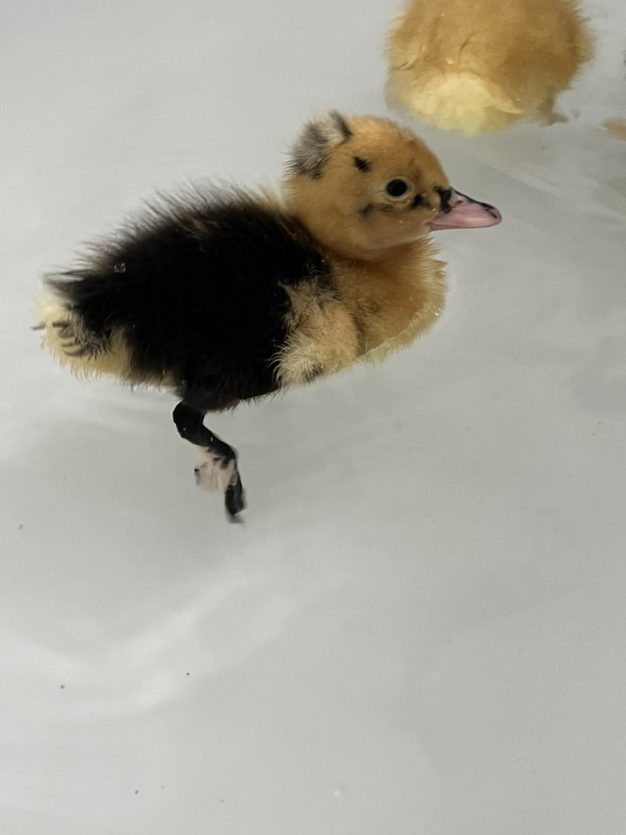 HavannahOffice's tweet photo. Splish splash 🛁 🦆 😍 https://t.co/xRtHfxMB1o