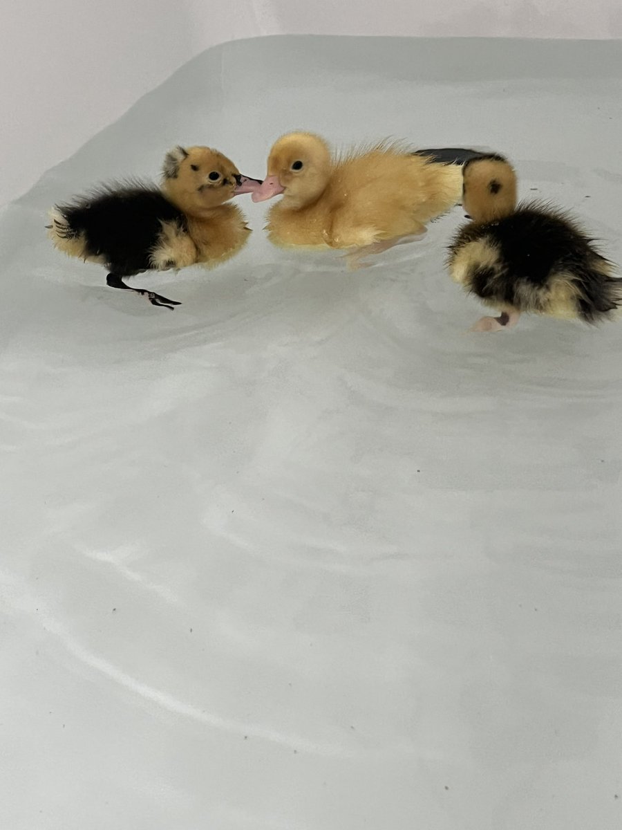 HavannahOffice's tweet photo. Splish splash 🛁 🦆 😍 https://t.co/xRtHfxMB1o