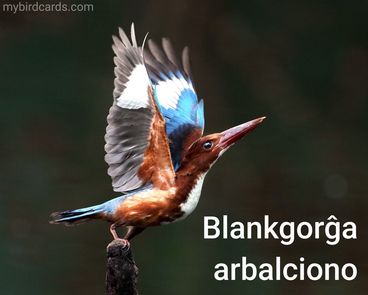 🌏 Blankgorĝa arbalciono (Halcyon smyrnensis) #Aziajbirdoj | #Arbalcionoj #Halcyoninae #Alcionoj #Alcedinidae | #miajbirdkartoj #birdkartoj #birdoj🦜