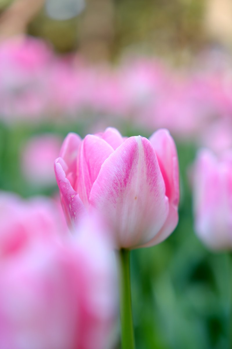 ひたち海浜公園の続き🥰 詳しくは、わからないけれど、チューリップ🌷 「ぬいぐるみ＆花」で、撮影している人もいたわ✨🥰 .(\_(\🇯🇵🍥🎌 (๑•ᴗ•)＜Follow me💕 o_(“)(“)❦Follow back💯 #相互フォロー希望 #リポスト希望 X-T3 SIGMA 18-50mm F2.8 DC DN | Contemporary SILKYPIX