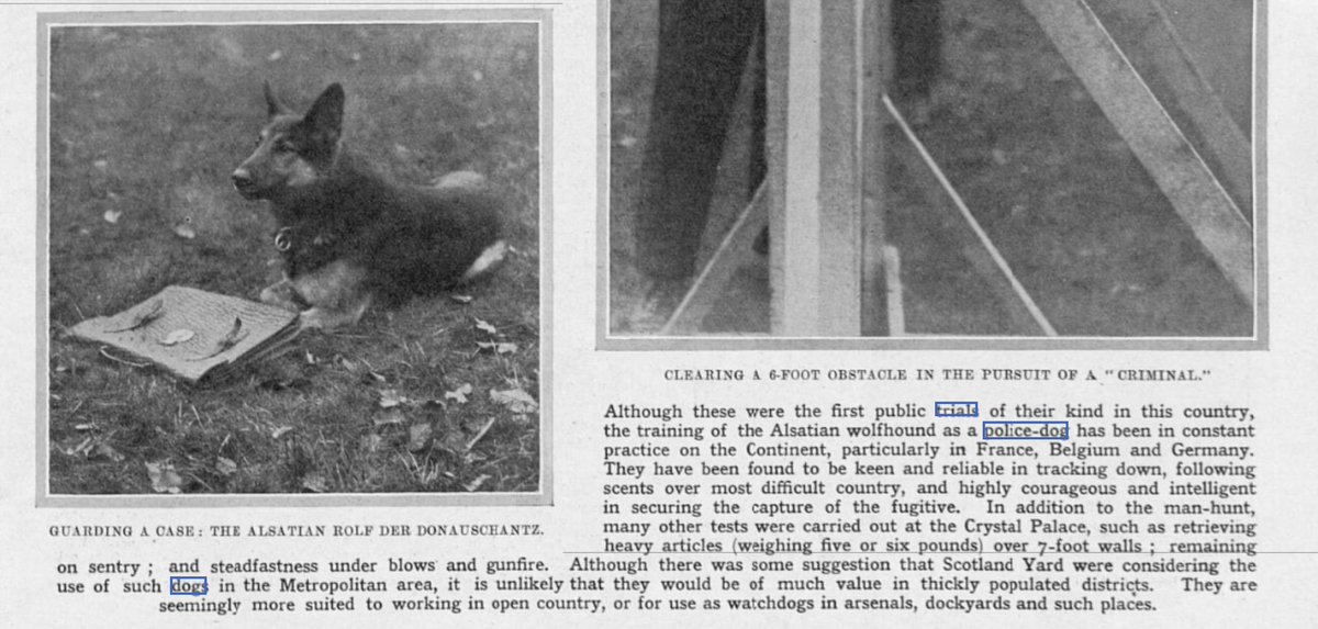 Army & Police Dog Trials first started in 1924 at Crystal Palace @PoliceDogTrials It was very different in the early years as only a few forces deployed PDs & Alsatians were only in main being considered @AssociationRPDs @The_NFRSA @K9memorialUk @MA_PurplePoppy @cottage_pilates