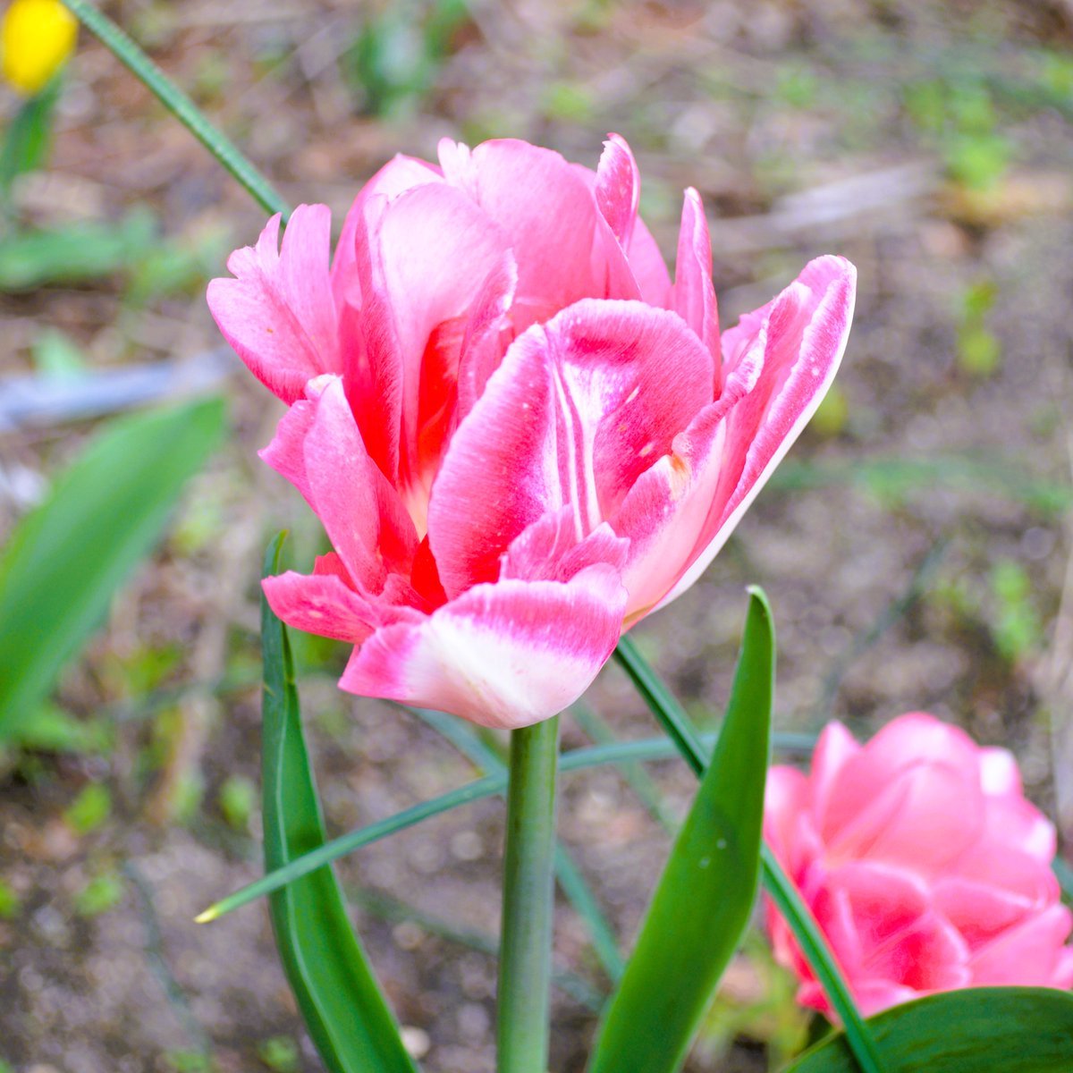 🌷🌷

#kiel #tulpe #FlowersOfTwitter #FlowerReport