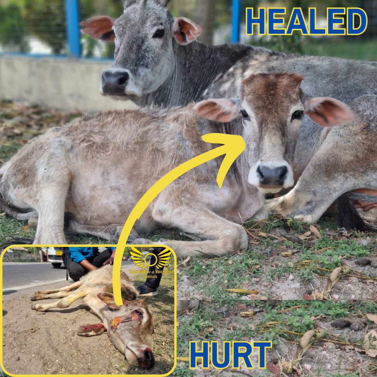 GuardiansVoice's tweet photo. Baby calf has healed! 

Complete story (Facebook):

https://t.co/jrVtFrBu6G

Complete story (Instagram):

https://t.co/zSbnocmRom https://t.co/dYsRr8xnJm