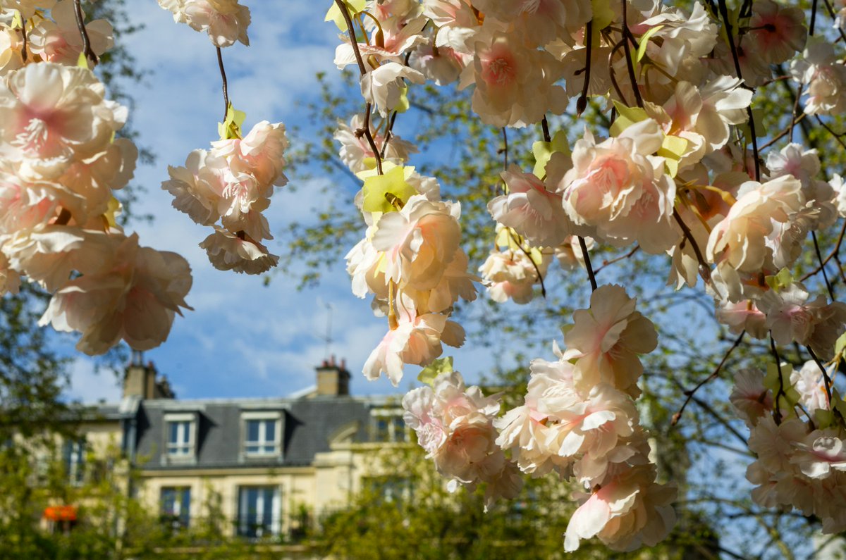 Blooming blossoms...#Paris #Travel #sundayvibes #Spring #Flowers #France #WeekendVibes #Sunday 📸 Barry Talley 🌸🌸