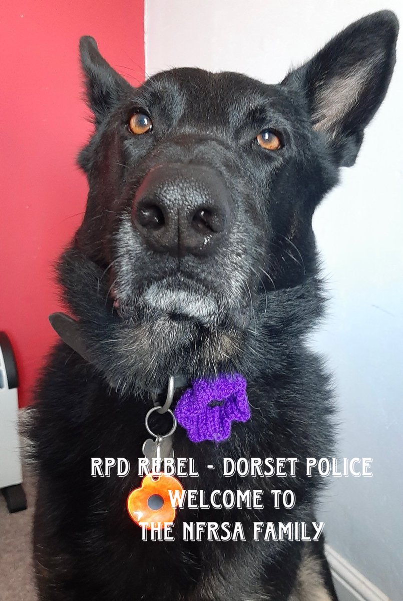 RPD Rebel from @PoliceDogDorset has joined the NFRSA family. Rebel worked as a general purpose dog with @dorsetpolice.  Unfortunately, he only served for a year before being diagnosed with spondylosis, resulting in his early retirement.   He also struggles with anxiety, which…