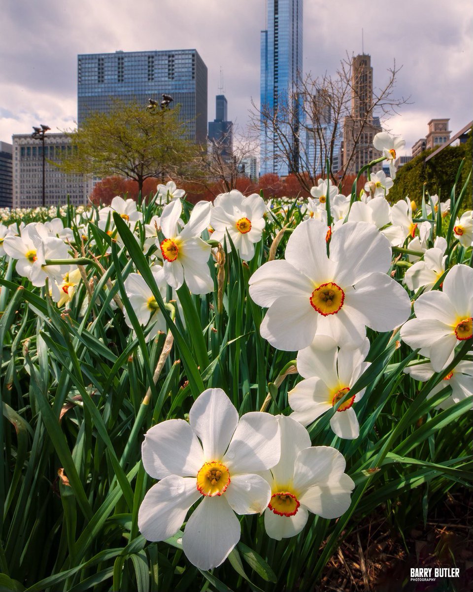 It's in the 30's this Sunday morning. The flowers in the city make it look like spring, at least. #chicago