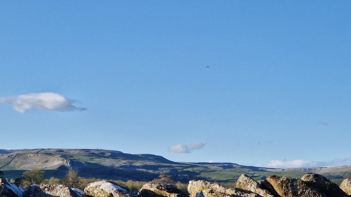 It may not be up to @KeasdenKate's standards, but here is a #crapbirdphoto for #WorldCurlewDay. I'm very lucky to spend my spring days watching these special birds in beautiful places, like this farm on the edge of @forestofbowland @lawkland24