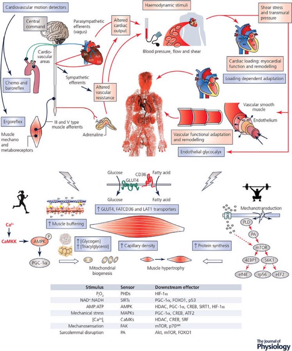 Central (cardiovascular) and peripheral (skeletal muscle) adaptations to exercise training #exercise #muscle #cardiovascular researchgate.net/publication/33…