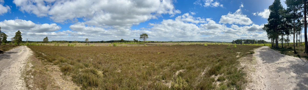 A traditional morning walk over Thursley Common. Dartfords, Redstarts, Woodlarks, Tree Pipits, Stonechats etc. Curlew heard but not seen. Cuckoo seen but not heard.