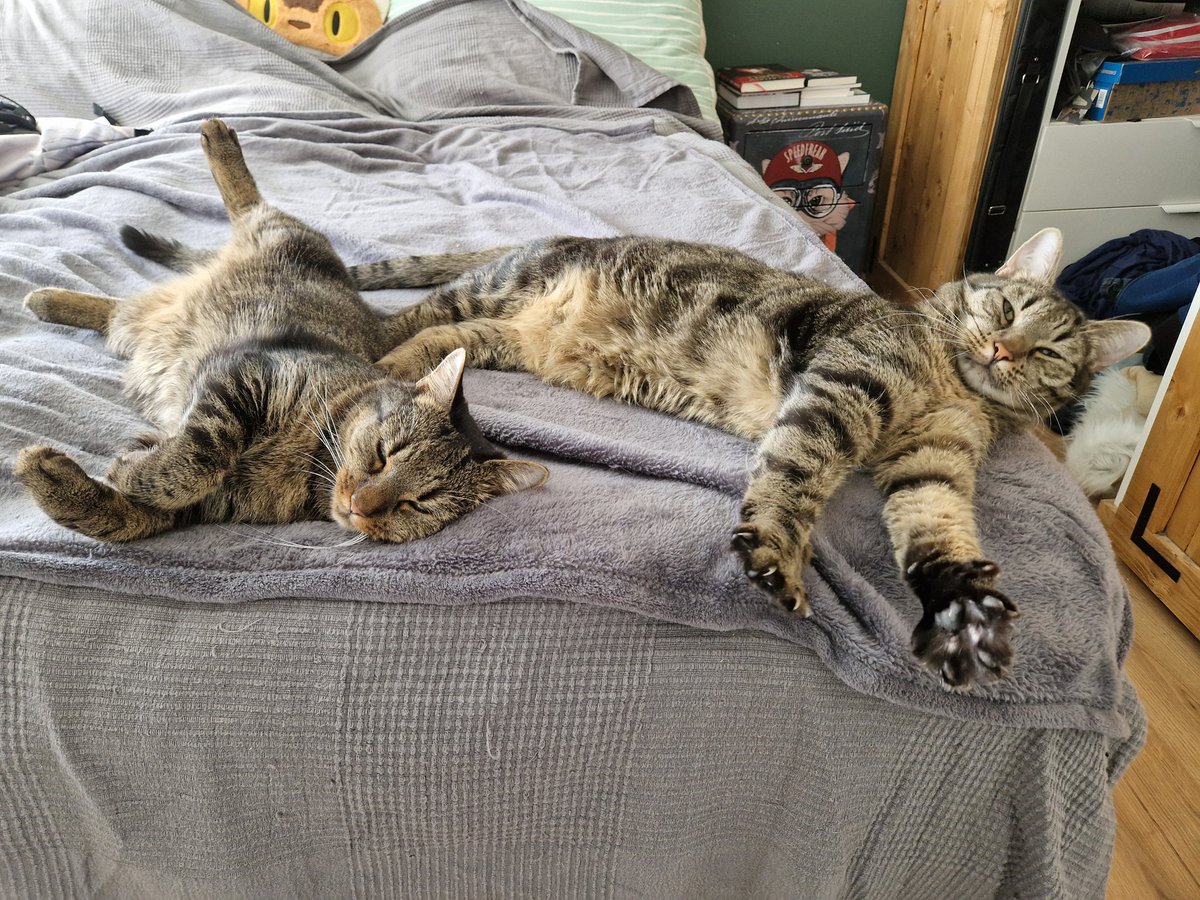 Sonntags Stimmung bei den Katern.

#katzen #katzenbild