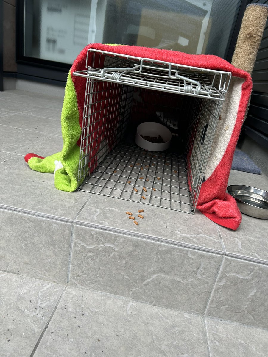捕獲機の中の餌だけ綺麗に食べて
捕獲できてなかったーー😭
餌奥におきました。
何か、こうしたらいいなどありましたら教えてください…🙇‍♀️
↓改善前