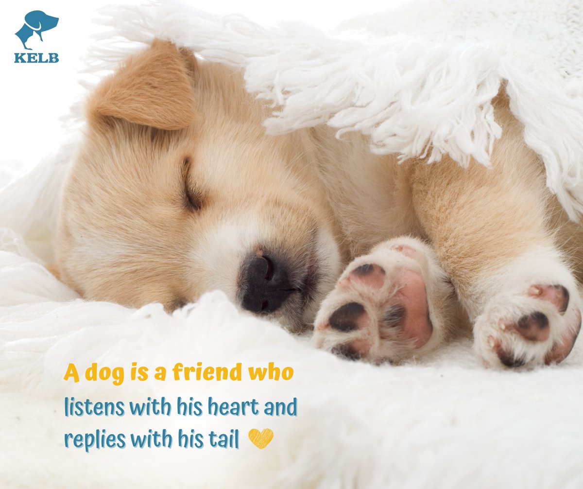 A dog is a friend who listens with his heart and replies with his tail.

#kelb #sustainablepetsupplies #ecoconsciousliving #dogdiapers #trainingdogpads #dogpads #doglovers #dogslife #dogsworld #pottytraining #dogpads #puppytraining #puppytoiletpads #petfriendly #puppylove