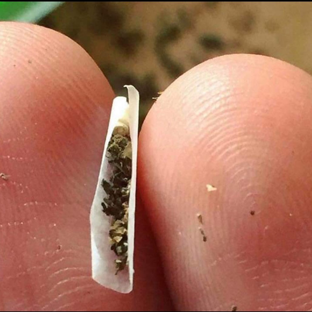 SPACECANNABIS's tweet photo. Crise da maconha dia 263 https://t.co/7mf4qvHfXY