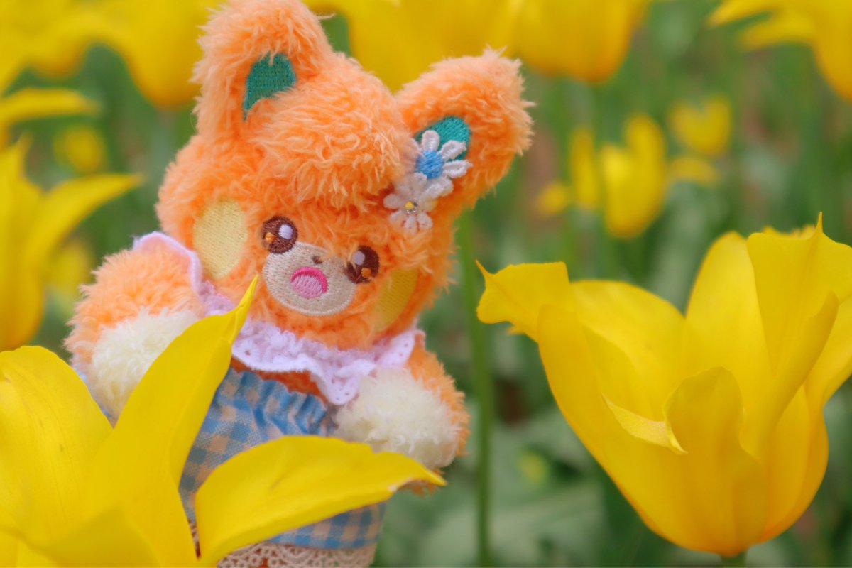 pamonmo1004's tweet photo. ﾊﾟﾔﾓﾁｬ連れてお花の写真撮りに行ってきた〜！
初めてのネモフィラはまさに満開で一面がブルーの絨毯みたいで綺麗だった！ネモフィラカラーのスカートもマッチしてて作ってきてよかったって思った〜
菜の花もチューリップも見頃で素敵な写真沢山撮れました🌷 https://t.co/6nJIgWjX4t