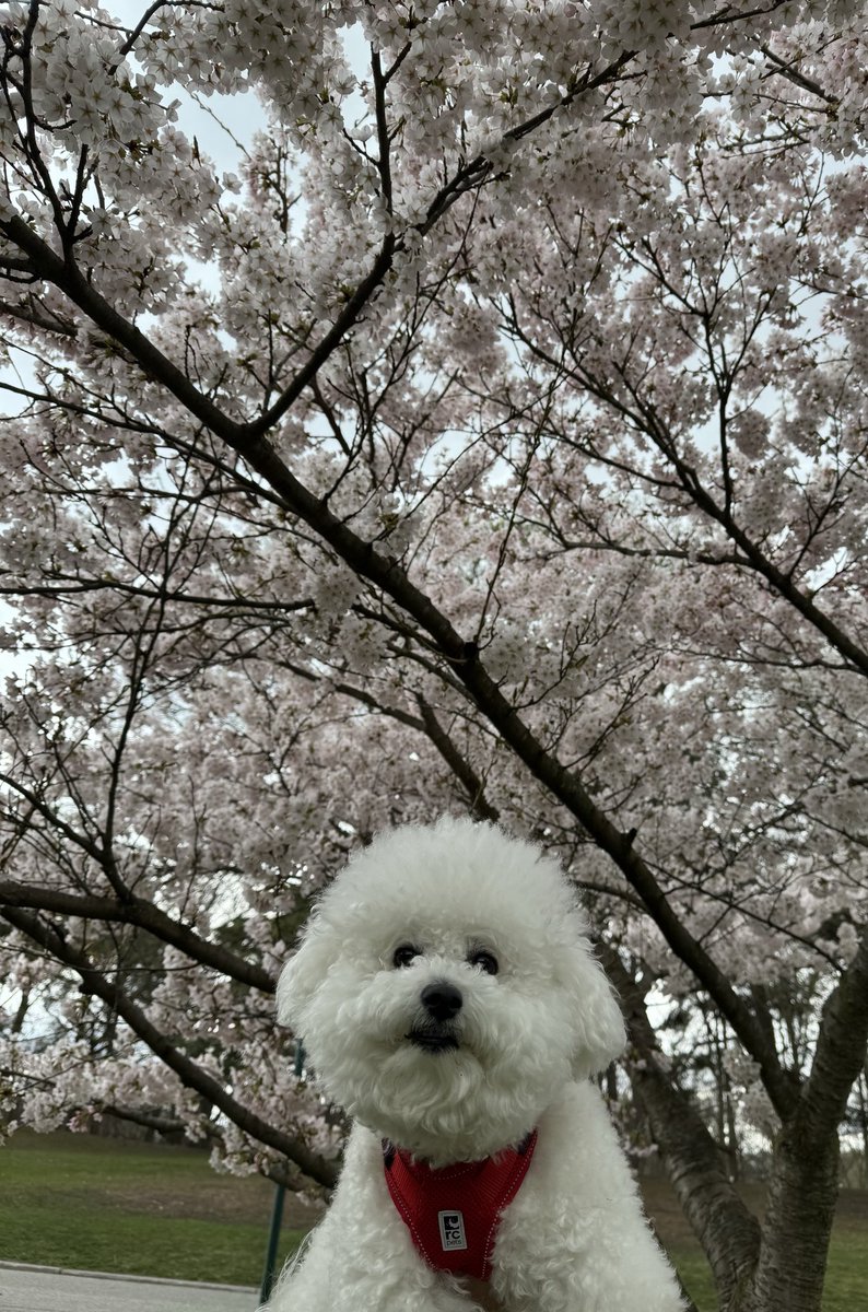 Spring is in the air in Toronto