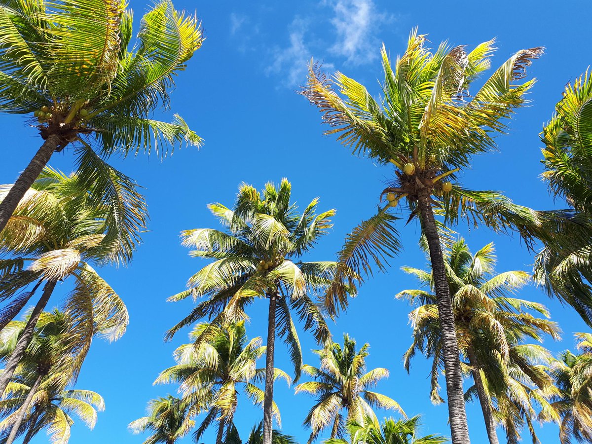 Palm trees & 30 degrees🌴🌞

#bequia #palmtrees #sunshine #bluesky #caribbeanlife #paradise #carpediem