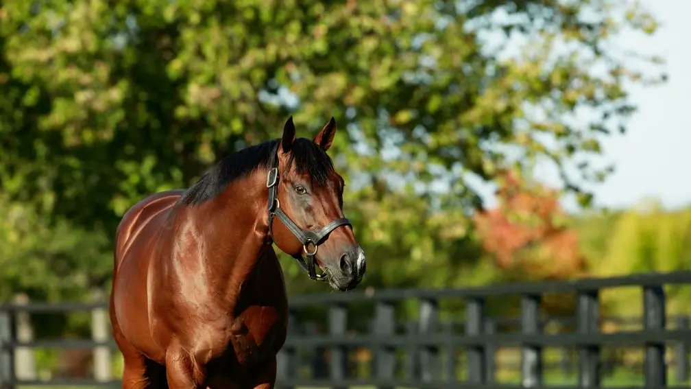 See You Around is a new stakes winner for Siyouni with a clear-cut score in the Prix Aymeri de Mauleon. 

The filly was bred by C-Squared Investments and is a three-parts sister to Prix des Reservoirs winner Fancy Me, being out of the black-type scorer Besotted, by Dutch Art.