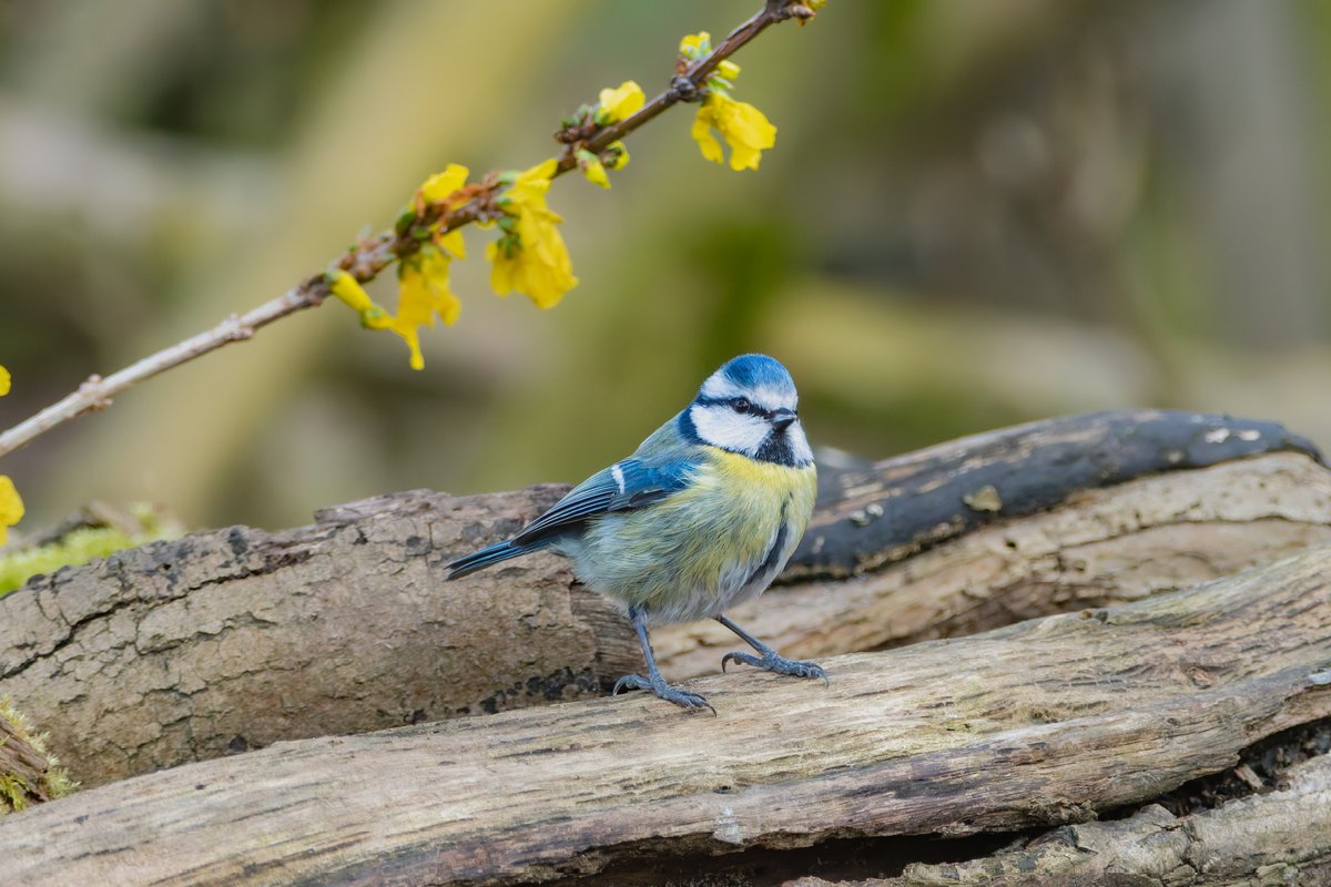 The Eurasian blue tit #sundayvibes