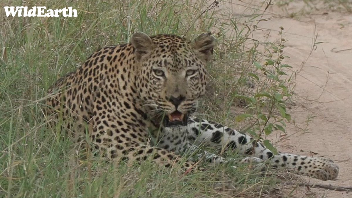 Jump on board our Sunset Safari across the African bush! This afternoon, WE have the one and only Luyanda as your director, and Jordan will be on the keys so be sure to send your questions and comments through wildearth.tv/questions/ #wildearth