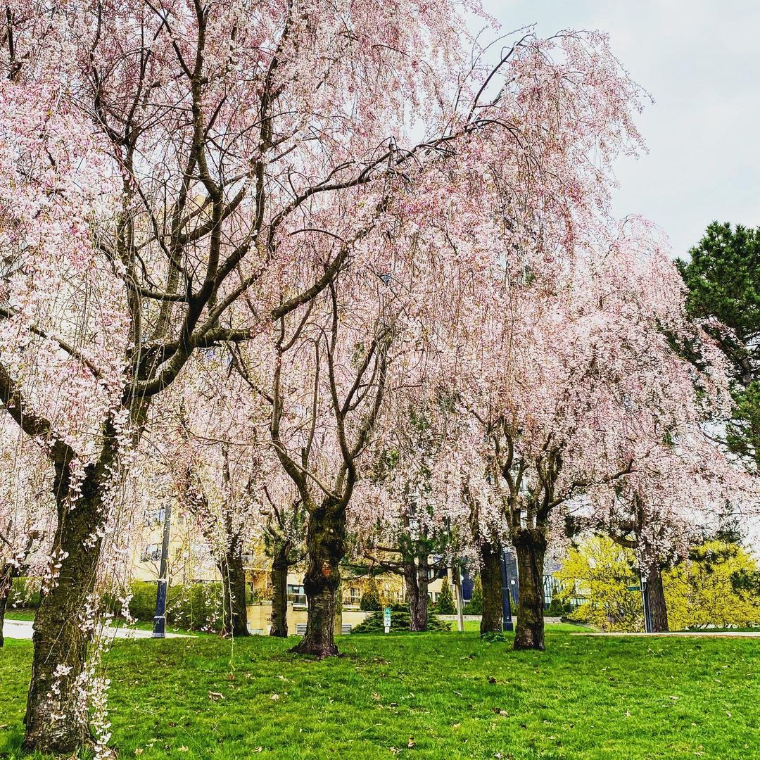 It’s cherry blossom season! 🌸🌳 ➡ A few top spots to see the cherry blossoms blooming: 🌸 Springbank Park 🌸 Ivey Park 🌸 Western University campus Be sure to tag @tourismlondon and #ExploreLdnOnt for a chance to be featured on our socials and our website!