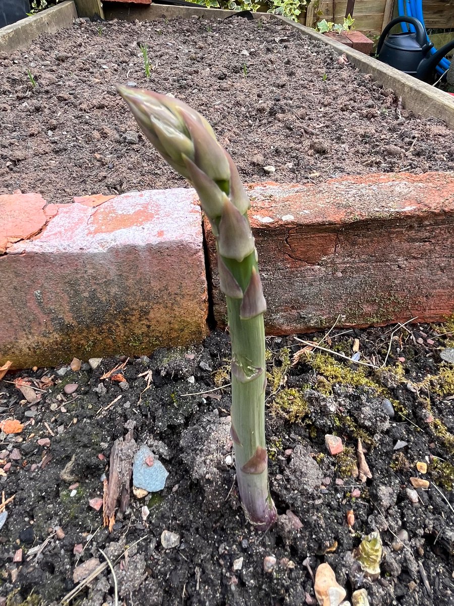 Asparagus is such a deeply unserious plant, get the fuck outta here man.