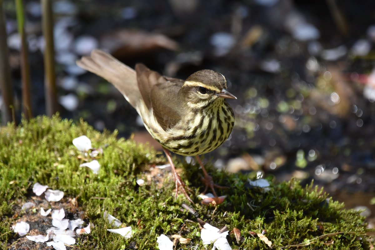Northern Waterthrush at VOC in Prospect Park, Brooklyn, NYC. Thanks to Brooklyn Bird Alert for the correction.