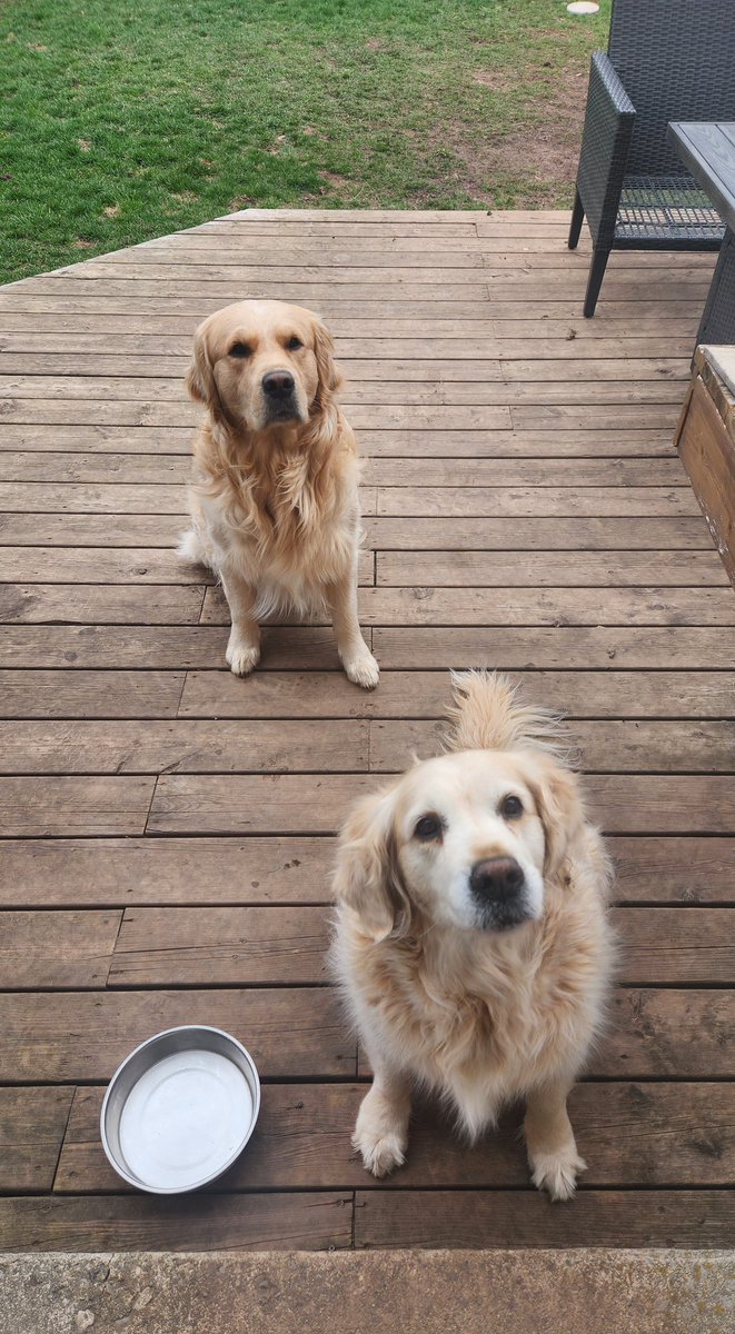 Good Morning Pals!! Happy Sunday! Chilly but not raining so it's good for some shenanigans! Have a great day frens!! 😃❤️ #goldenretrievers #goldengracie #goldenpatrick #SundayFunday #dogsoftwitter
