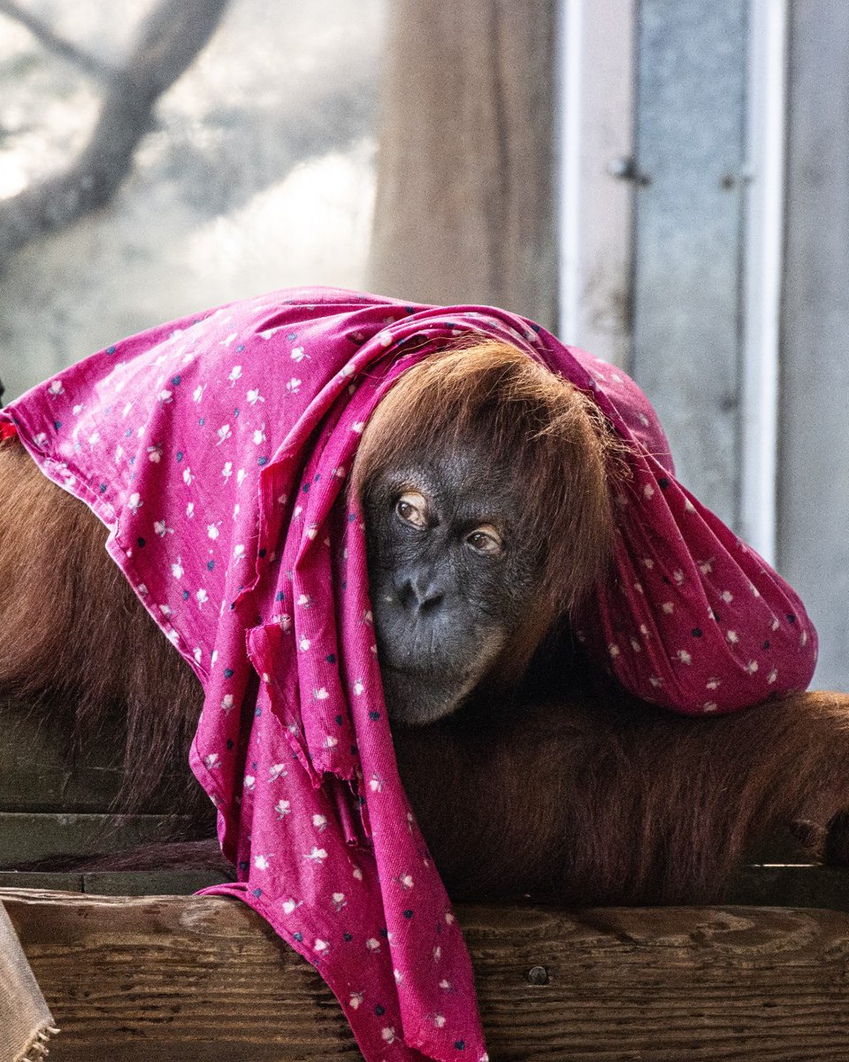 It's just one of those mornings. Right Sekali? 💤🦧 #MondayMood