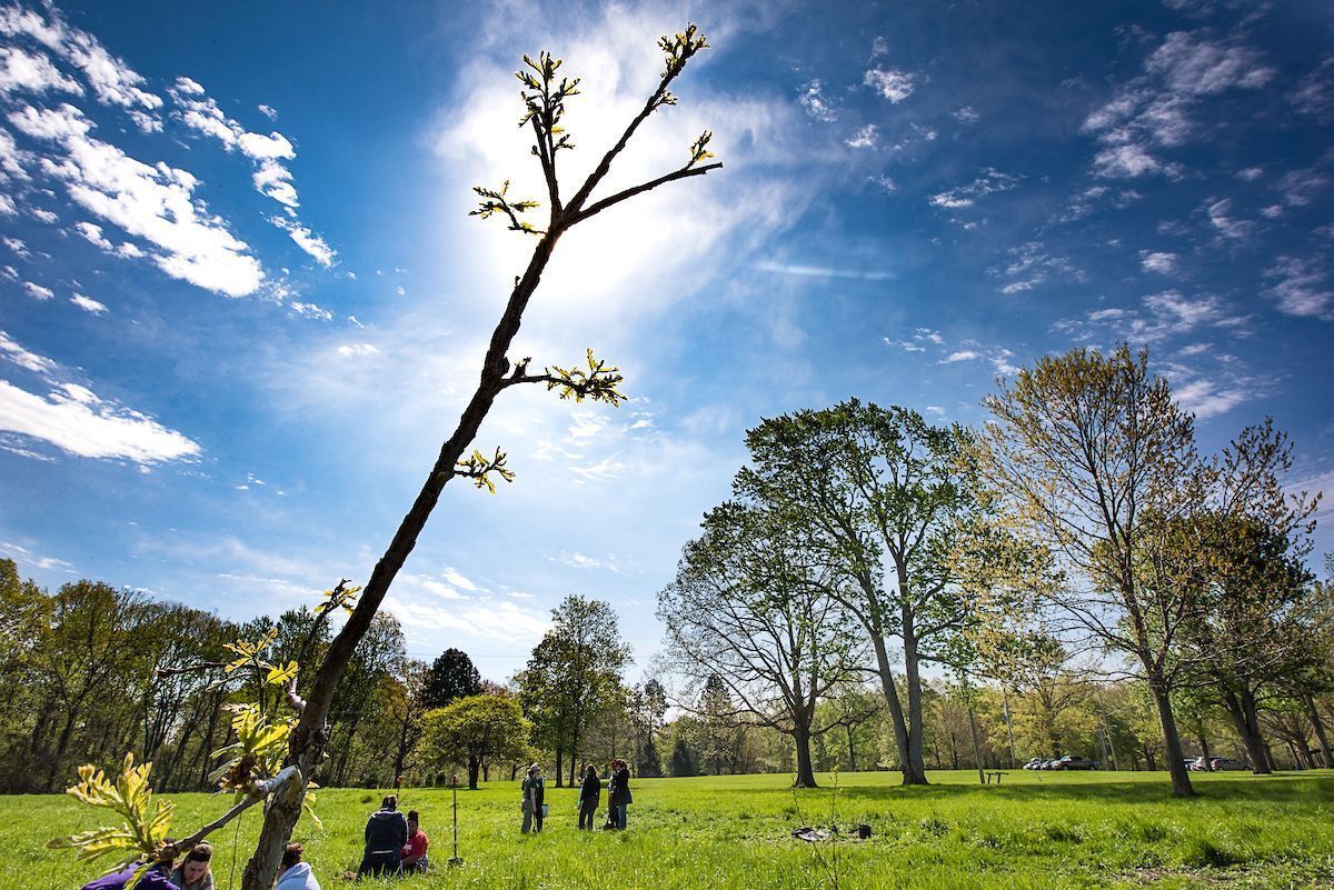 Cleveland Metroparks is giving away 1,000 northern red oak saplings at all 5 nature centers the week of #EarthDay &amp; #ArborDay! 🌳