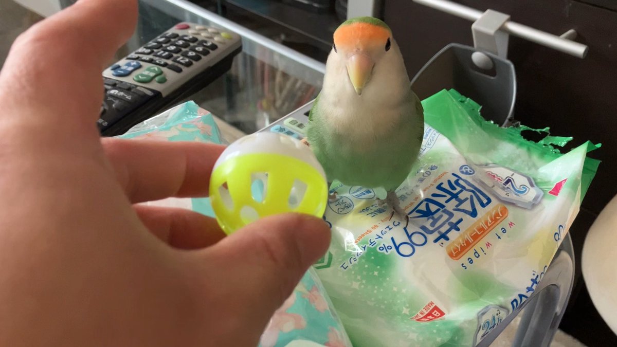 これからパパとボールで遊んでやろうか思案なう（遊ばない、がやや優勢）