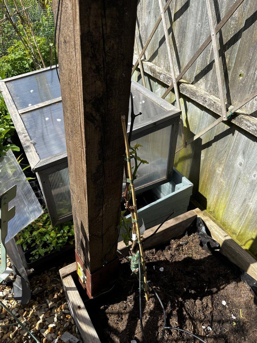 CoolUpcycled's tweet photo. Scaffolding board planters. Once a table, upcycled and reused once again! #scaffoldingplank #upcycling #reclaimedwood #planter #grapevine #garden https://t.co/aU3DtfGgMS https://t.co/l9pzdDbwSC