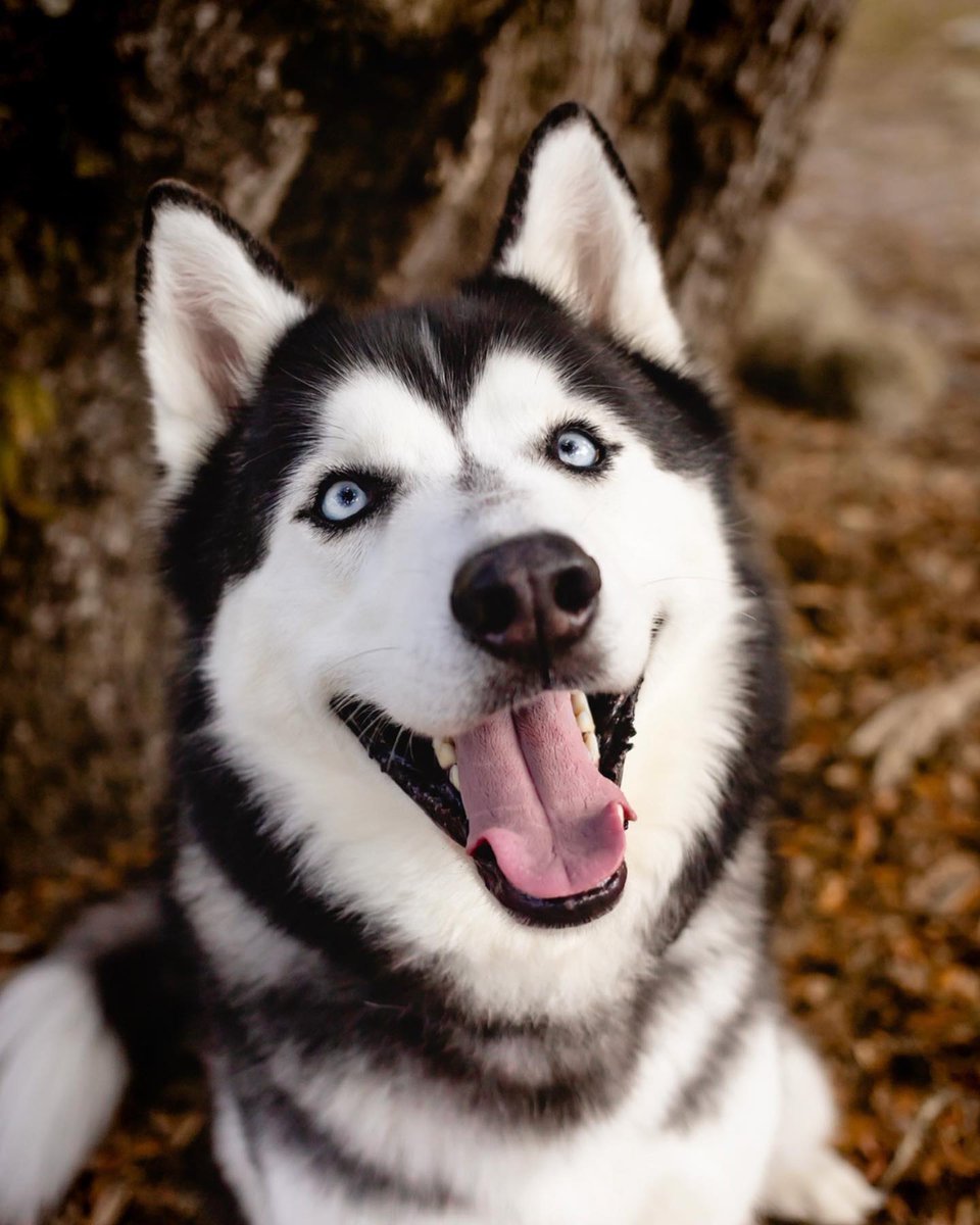 HuskyLoverWorld's tweet image. Great Photography ♥️