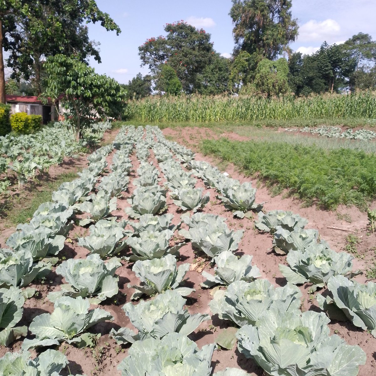 sirisite41798's tweet photo. Sustain life through organic food production https://t.co/vmynAEpGoL