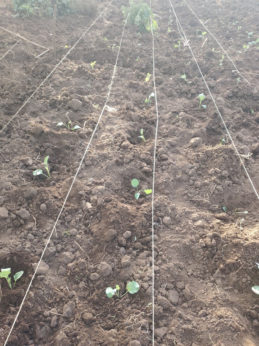 sirisite41798's tweet photo. Sustain life through organic food production https://t.co/vmynAEpGoL