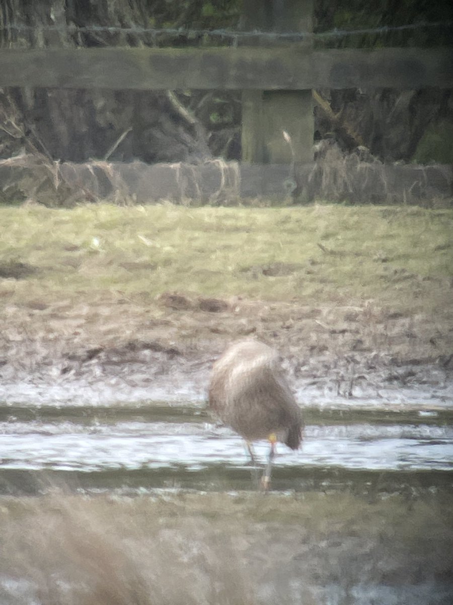 Not the best digi-scoped shot, but a colour ringed curlew at Druridge Pools on #worldcurlewday - but I can’t find the scheme, seems to be under the name of Neil Allinson? ⁦@CurlewAction⁩ ⁦@curlewcalls⁩