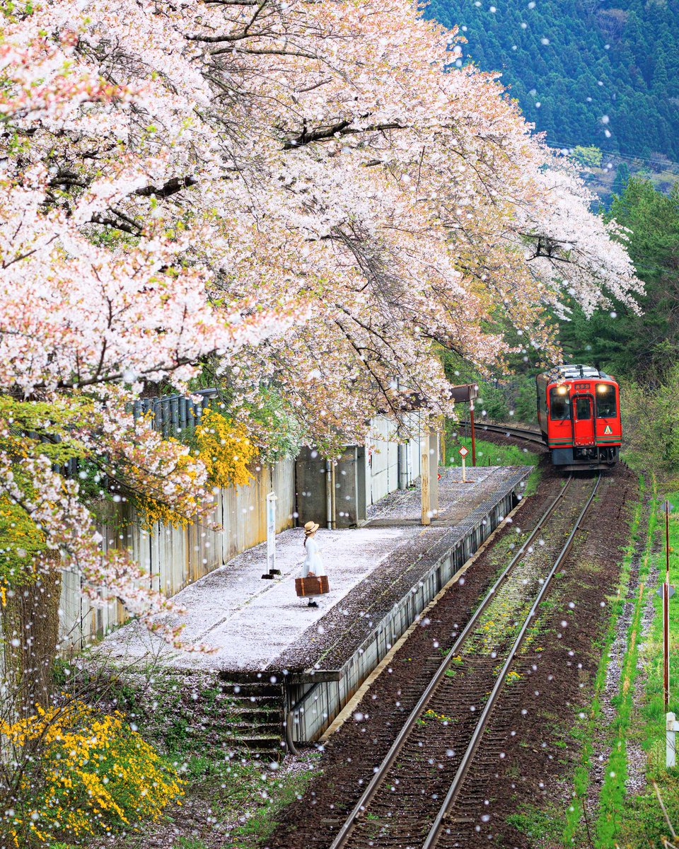 桜舞う会津鉄道🌸

#東京カメラ部