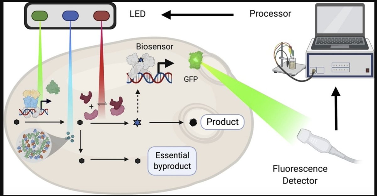 Optogenetics and biosensors set the stage for metabolic cybergenetics

sciencedirect.com/science/articl…