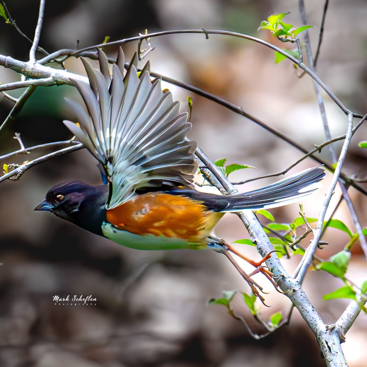 Male Eastern Towhee, Central Park, NYC . #birdcpp #TwitterNatureCommunity #birdsofinstagram #britishnatureguide #naturephotography #birdphotography #twitterphotography #wildbirdphotography #nikonphotography #NatureBeauty #nycaudubon 4.19.24