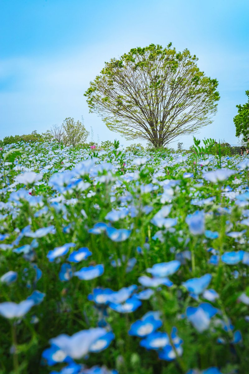 青い思い出が、空に溶けてゆく

#photography #photo