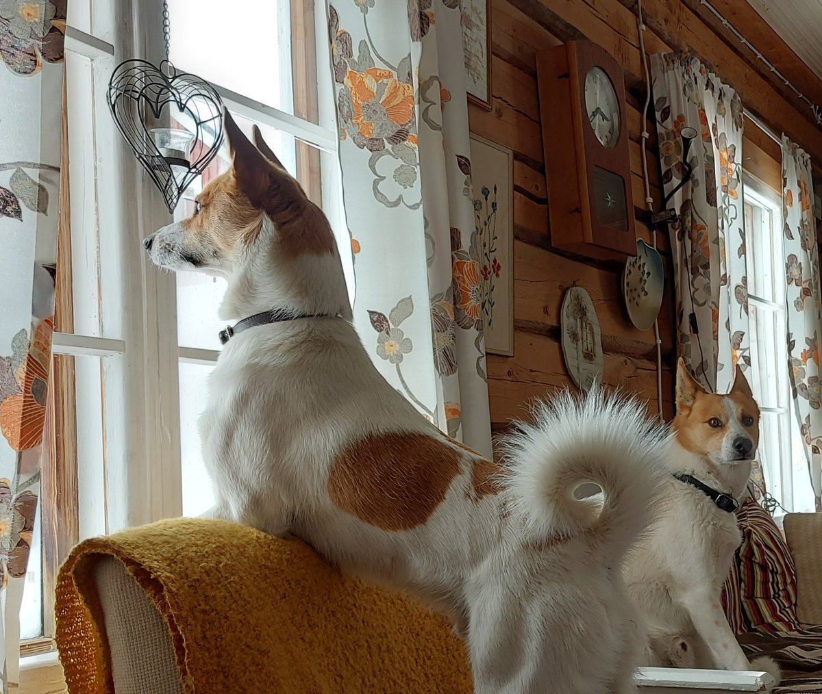 enska64's tweet photo. What is happening there?#koira #ukko #pohjanpystykorva #dogs https://t.co/xEEmWAiDNJ