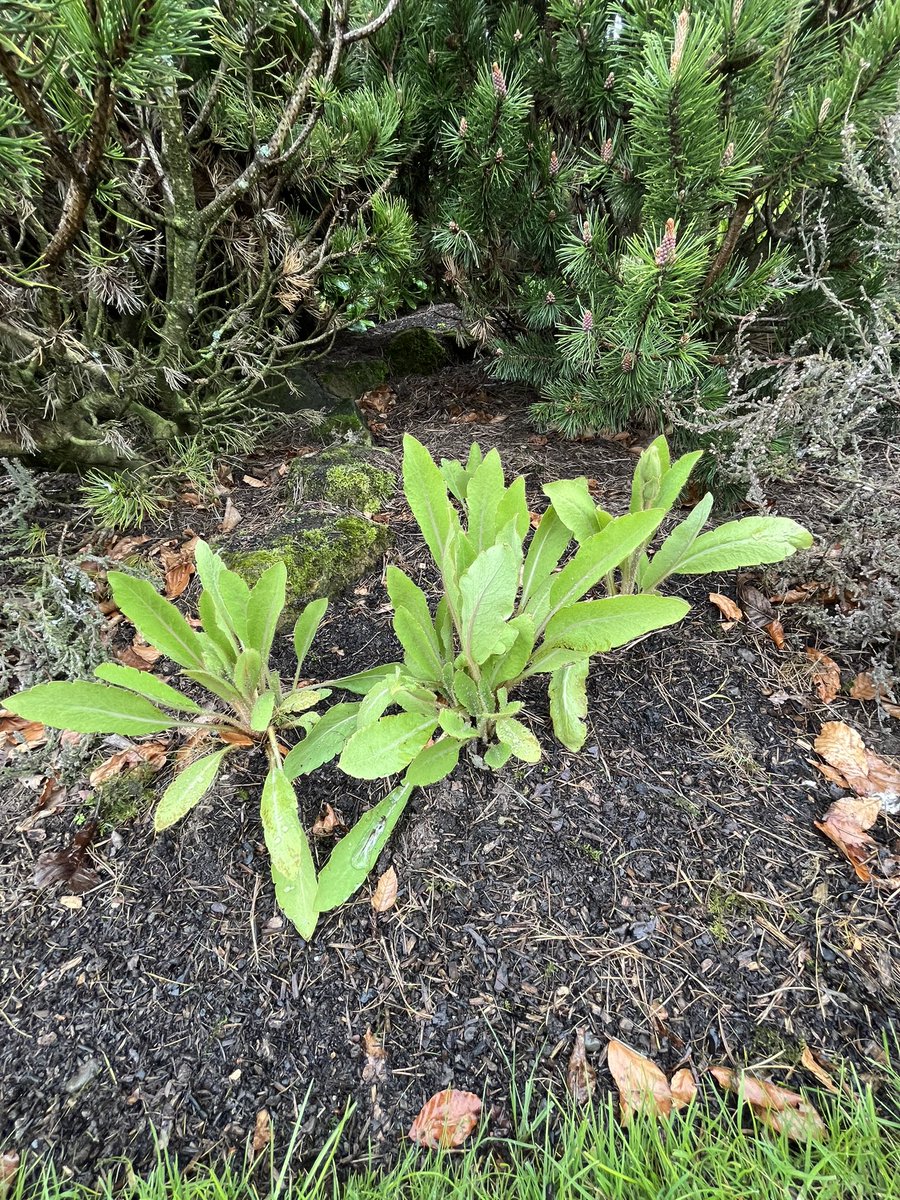 Another three/ four weeks and the blue poppies will be out. Some are budded already. Otherwise I’m hiding from the rain in the shed.