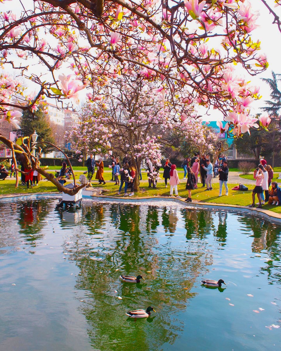 istanbulliste's tweet photo. Şişli, Ihlamur Kasrı’nda açan manolyaları görmeye git. 🌸 https://t.co/OMnBIwwo5z