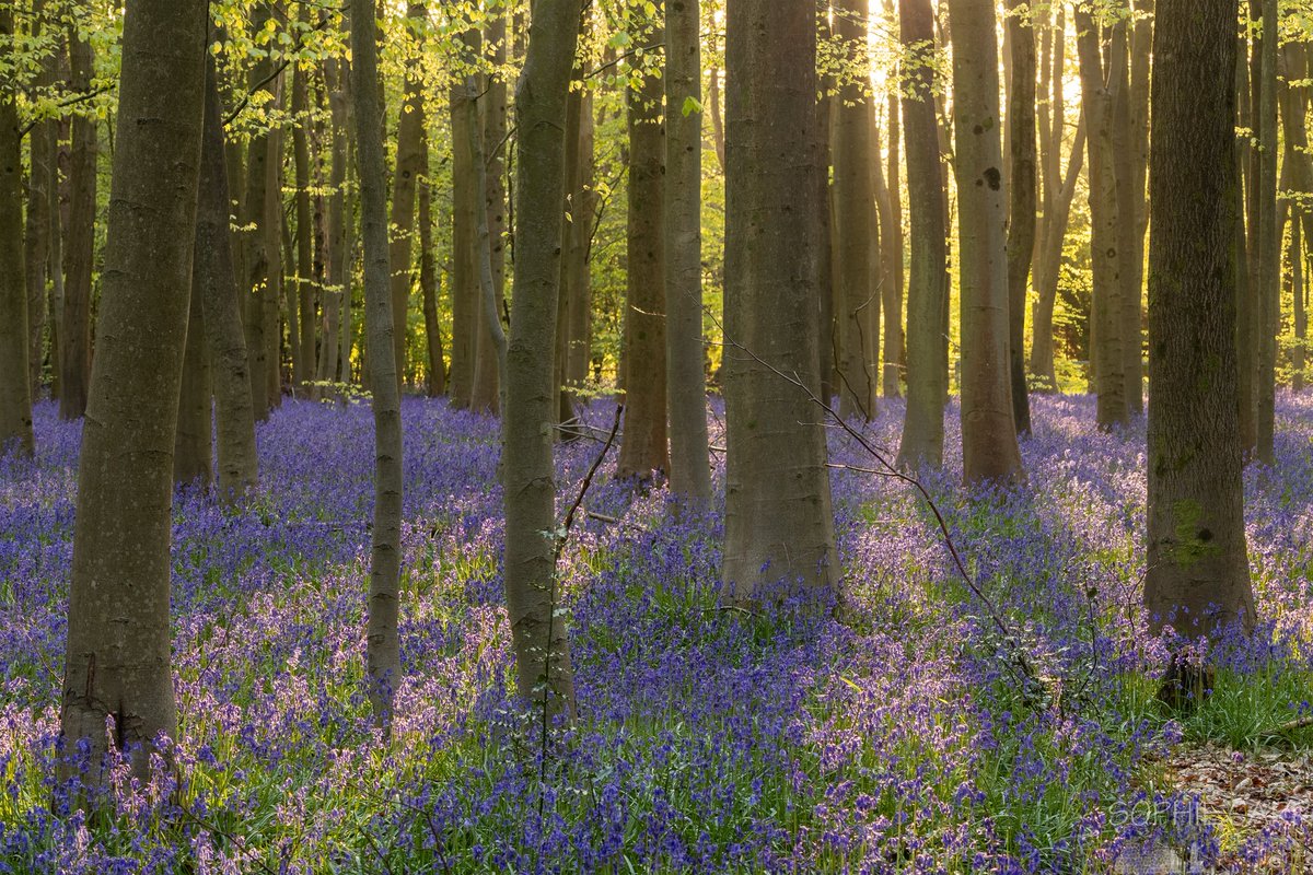 More bluebells. I love the way the early morning sunlight completely changes their colour - from a cool purply-blue to warm and soft pinky-mauve. Light is incredible in how it can change something's appearance! #Bluebells #CanonR6ii