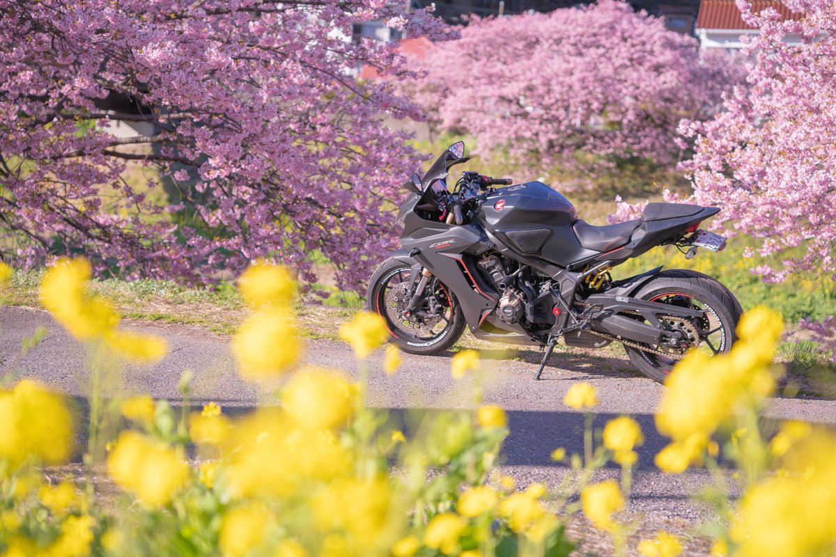 cbr__racing's tweet photo. 今年の桜もきれいだった https://t.co/bx3mlFDQwL