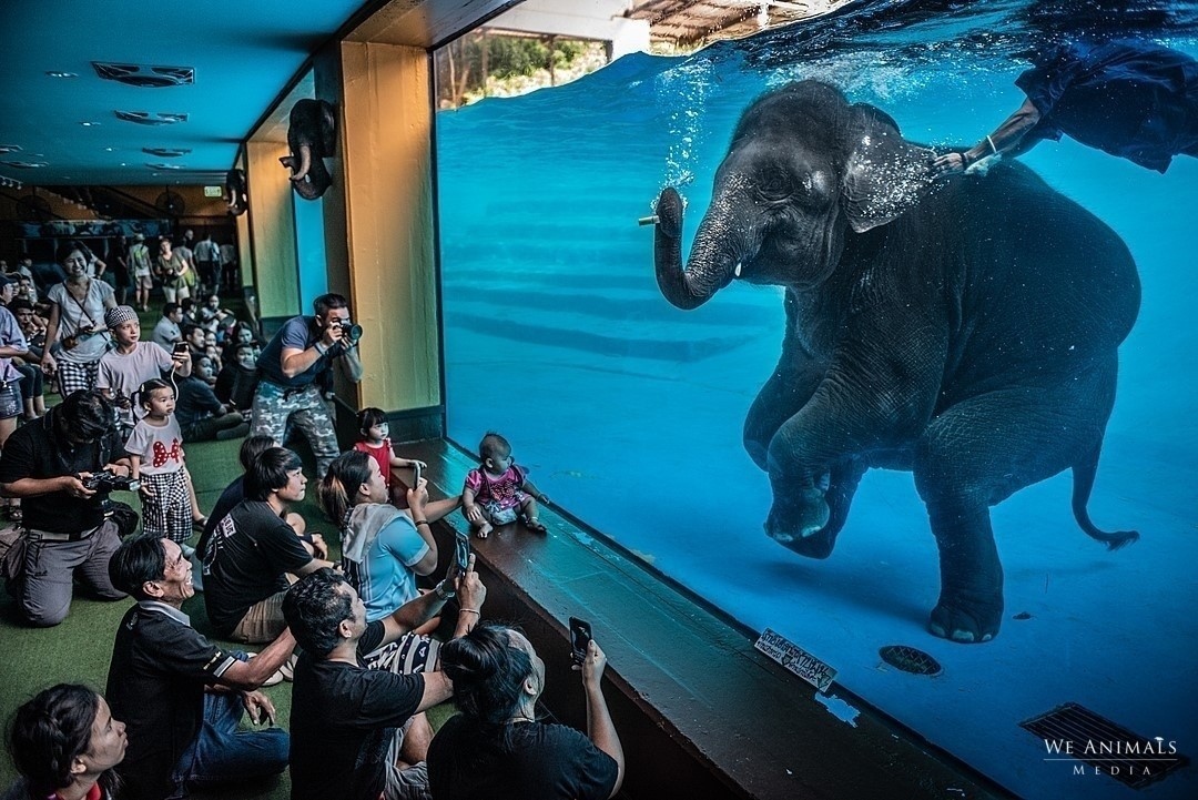 💔🐘
⁠
It is time to end animal exploitation. BOYCOTT zoos!'⁠
⁠
📸 IG Credits: @weanimals | @AdamOswell | @animalsavemvmt

#elephant #elephants #animalphotography #animalrights #animals