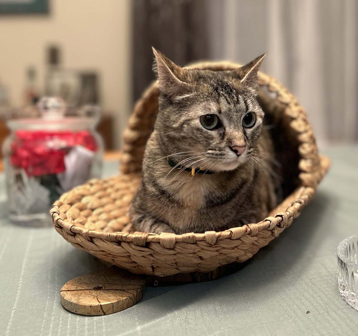 No box today so it’s Happy #catbasketsunday I hope you are having a terrific #SundayFunday Thank you for all the birthday wishes yesterday! We love being a part of this community #CatsOfTwitter #catsofX #TabbyTroop #sundayvibes