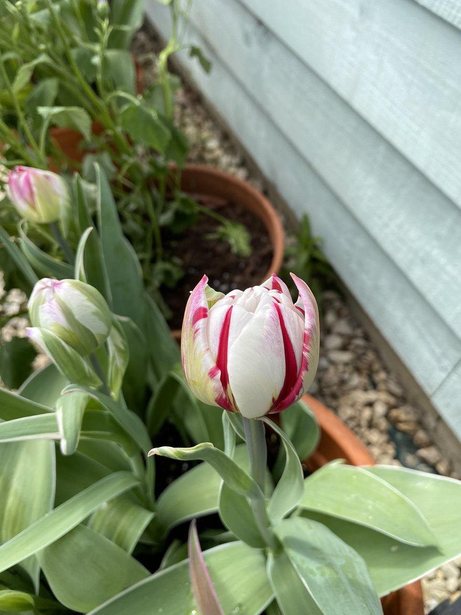 Tulip Carnival de Nice 
Last tulip to flower…..

#tulips #carnivaldenice #GardeningTwitter #SundayShare