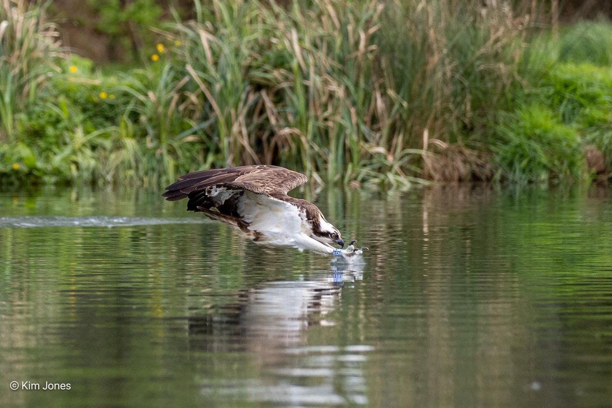 Osprey 059 drops in to pick up her fish supper at @GwashOspreys n Friday @Natures_Voice @RSPBEngland @RSPBNews @_BTO @CanonUKandIE @CanonEMEApro @ElyPhotographic #Osprey #BirdsOfPrey #CanonMirrorless #HornMill