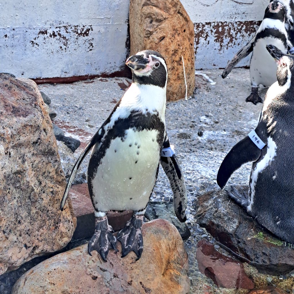 4/21 #かず の15歳のお誕生日👏🎉
Happy Birthday🎉✨😆✨🎊

#おたる水族館
#フンボルトペンギン
#ペンギン
#おた水ラブ